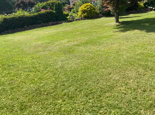 Joshua W.'s Lawn Service service result
