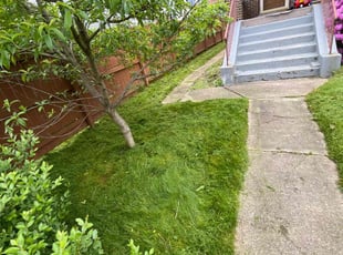 Sophia S.'s Lawn Mowing service result