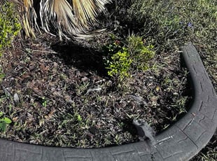 Weeding by James Ramey for Bisi A. in St. Cloud, FL