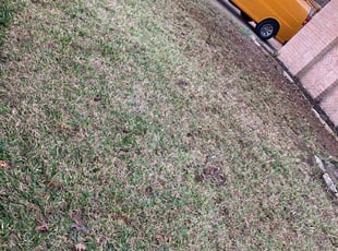 Leaf Removal by Destiny Wright for Taylor C. in Houston, TX