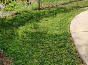 Lauren W.'s Lawn Maintenance service result