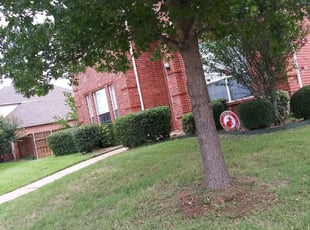 Bush Trimming by Timothy Jones for Dimitrios K. in Plano, TX
