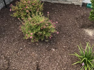 Weeding by Justin Bryant for Craig T. in Chesapeake, VA