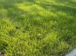 Nick M.'s Lawn Service service result