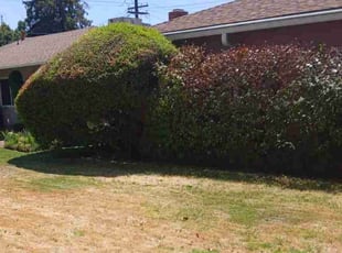 Joycleyn A.'s Bush Trimming service result