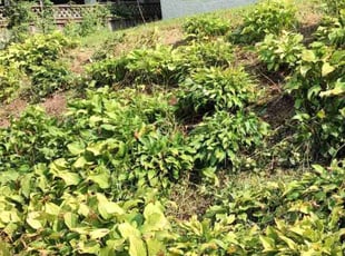 Weeding by Allan Roberts for Joseph H. in Washington, DC