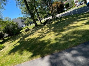 Brianna B.'s Lawn Service service result