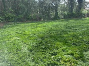 Gabriella F.'s Lawn Mowing Service service result