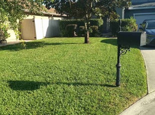 Jean F.'s Yard Cutting service result