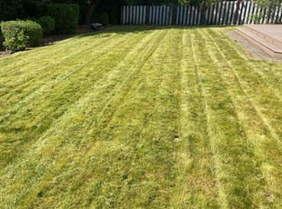 Kala H.'s Lawn Care service result
