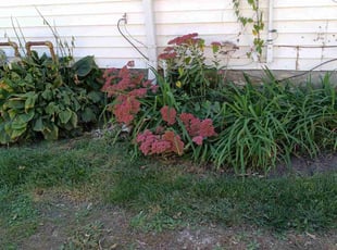 Weeding by Phillip Lopez for Jon C. in Kansas City, MO