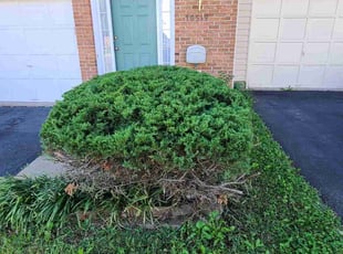 Bush Trimming by Rose Valle for JJ V. in Manassas, VA