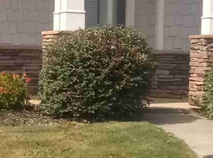 Bush Trimming by Jesse Blackshear for Shannon I. in Atlanta, GA