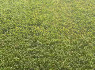 Joanne S.'s Lawn Service service result