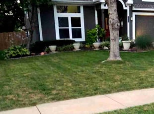 Allison L.'s Lawn Mowing service result