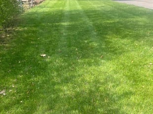 Sarah A.'s Lawn Mowing Service service result