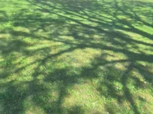 Kalees W.'s Lawn Mowing Service service result