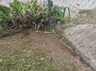 Bush Trimming by Demiteria Mattox for April M. in Houston, TX
