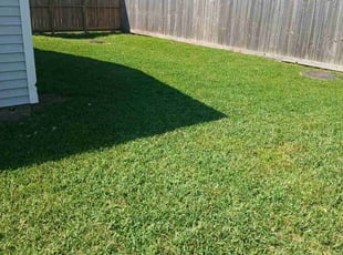 Albert G.'s Lawn Mowing service result