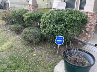 Bush Trimming by John Wright sr for Bernice W. in Garner, NC