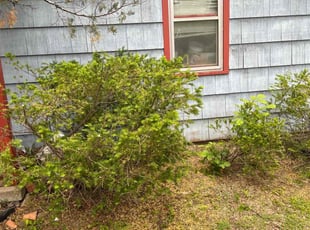 Bush Trimming by Zachary Mickens for David P. in Kansas City, MO