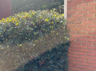 Bush Trimming by Durand Turner for Ken V. in Marietta, GA