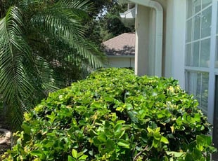 Bush Trimming by Mila Boza for Debbie S. in Minneola, FL