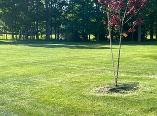 Tj U.'s Lawn Mowing service result
