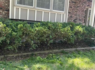 Robert R.'s Bush Trimming service result