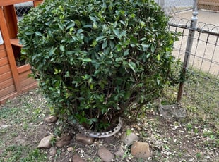 Bush Trimming by Fidel Rodriguez for Phillip W. in Washington, DC