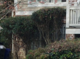 Bush Trimming by Aubrey Mccoy for Joseph V. in Atlanta, GA