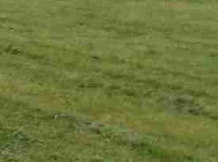 Greg C.'s Lawn Service service result
