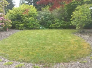 David M.'s Lawn Mowing service result