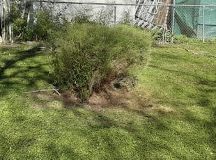 Bush Trimming by Jerry Carson for Tyler H. in Austin, TX