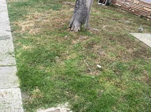 Leaf Removal by Bryan Edwards for Max F. in San Diego, CA