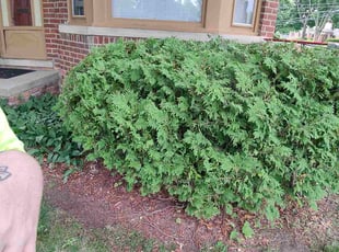 Bush Trimming by Shane Palmer for Dujuan S. in Redford Charter Township, MI
