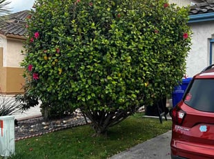 Bush Trimming by Earl Miller for Brian M. in San Diego, CA