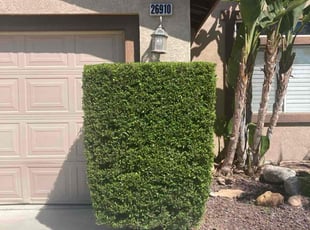 Bush Trimming by Hugo Lopez for Matthew . in Menifee, CA