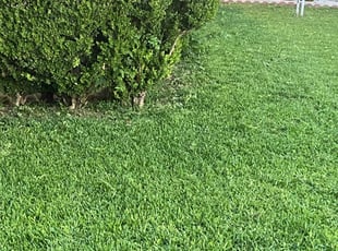 Bush Trimming by Michelle Quintanilla for Brandy K. in San Antonio, TX