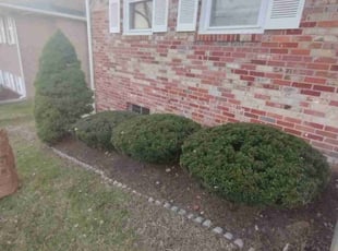 Bush Trimming by RΓ³mulo GonzΓ‘lez for Teri L. in Temple Hills, MD
