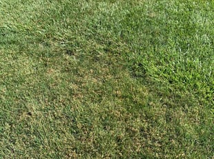 Bush Trimming by Chris Singh for Nicole R. in Abingdon, MD