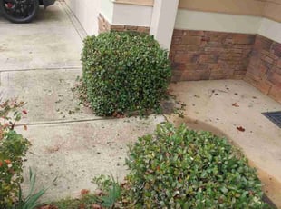 Bush Trimming by Anna Olguin for Sunshine C. in Buford, GA