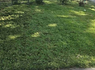 Stella I.'s Lawn Maintenance service result