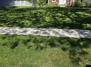 Lorrie L.'s Grass Cutting service result