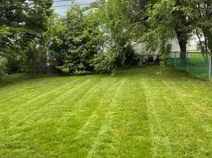 Luis P.'s Lawn Service service result
