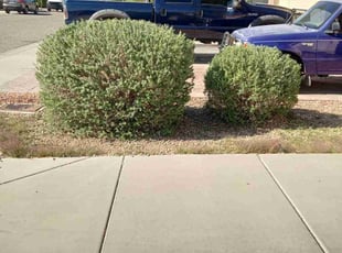 Bush Trimming by Julia Laurean for Augustina C. in Phoenix, AZ