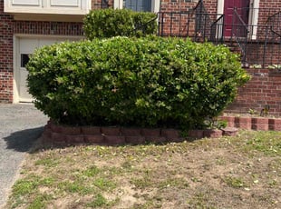 Bush Trimming by Alex Gentry for Hamid B. in Stafford, VA