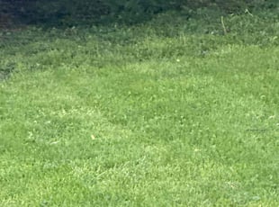 Patrick K.'s Lawn Mowing service result