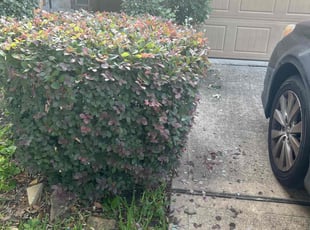 Bush Trimming by José Gonzalez for Didarjan A. in Richmond, TX