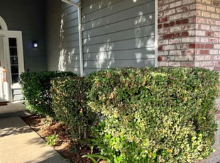 Bush Trimming by Robert Macias for Michael W. in Antelope, CA